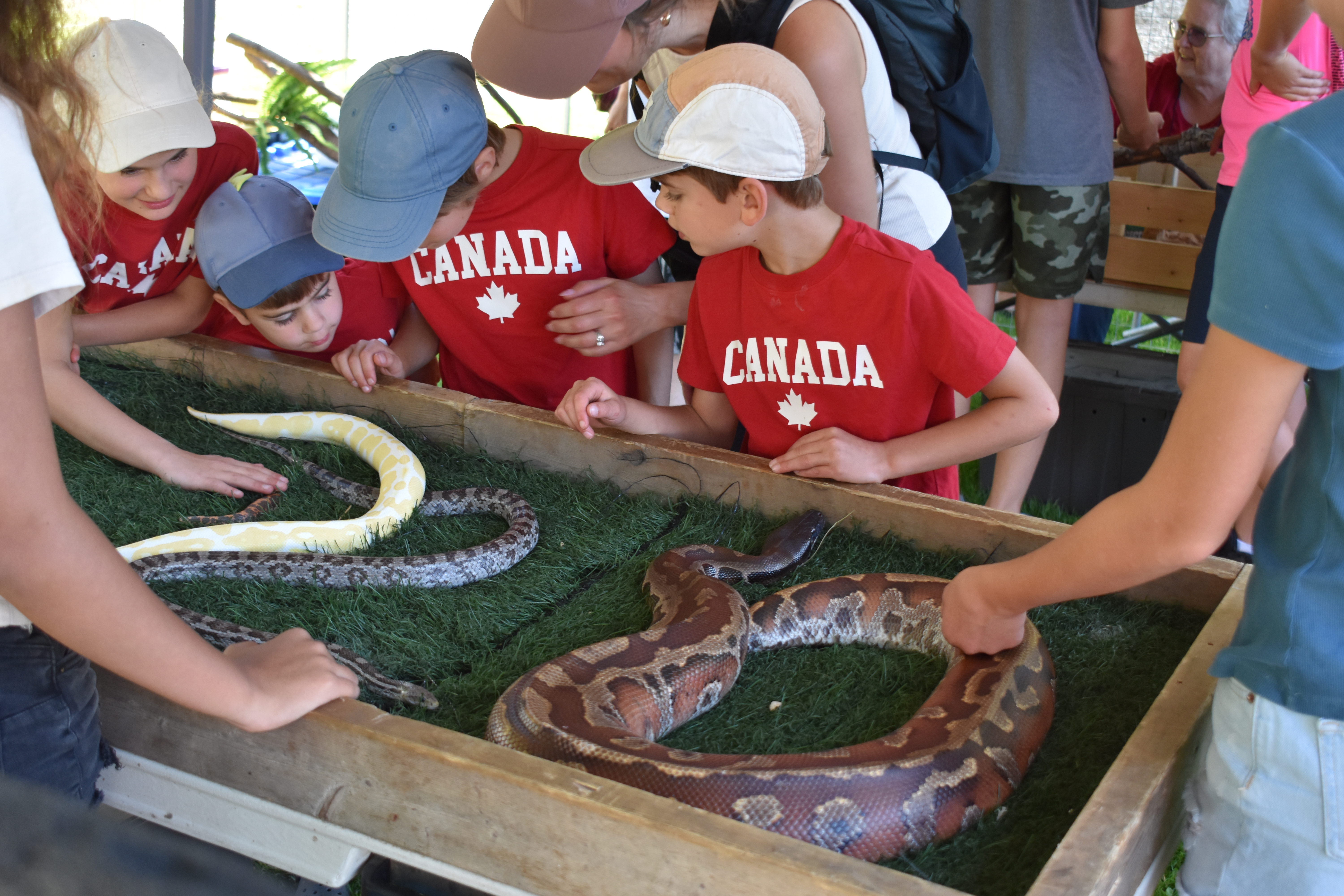 Reptile Petting Zoo on Canada Day