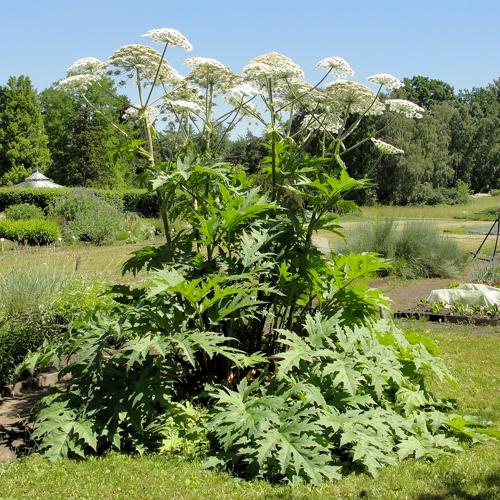 giant hogweed