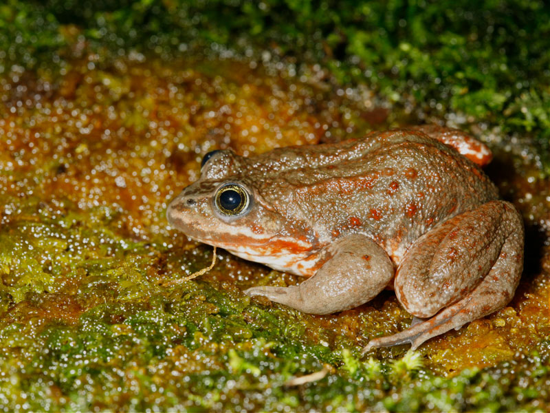 Oregon Spotted Frog